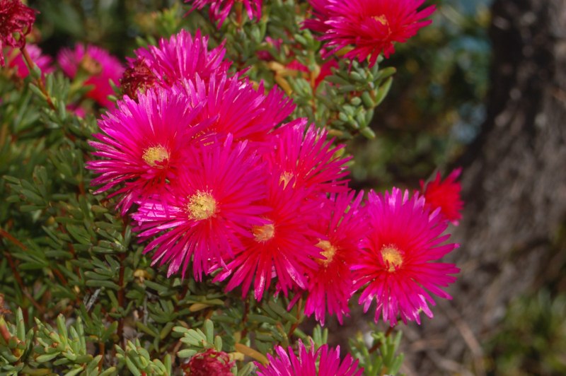 Delle piante con fiori molto simili. O no?